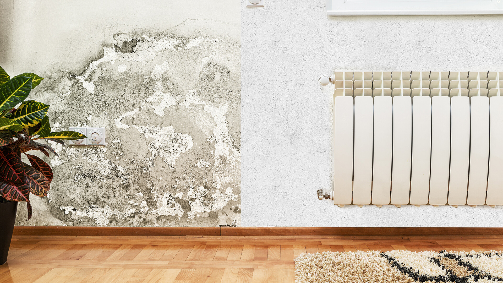 pared_(1).jpg Saint-Gobain Argentina